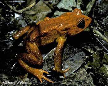 Golden Toad c027-13.jpg - 64177 Bytes